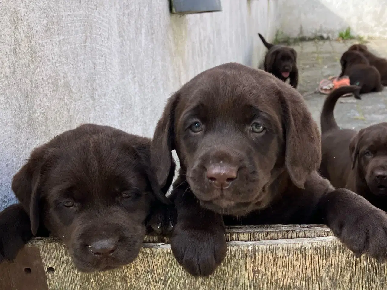 Billede 2 - Brune labradorhvalpe