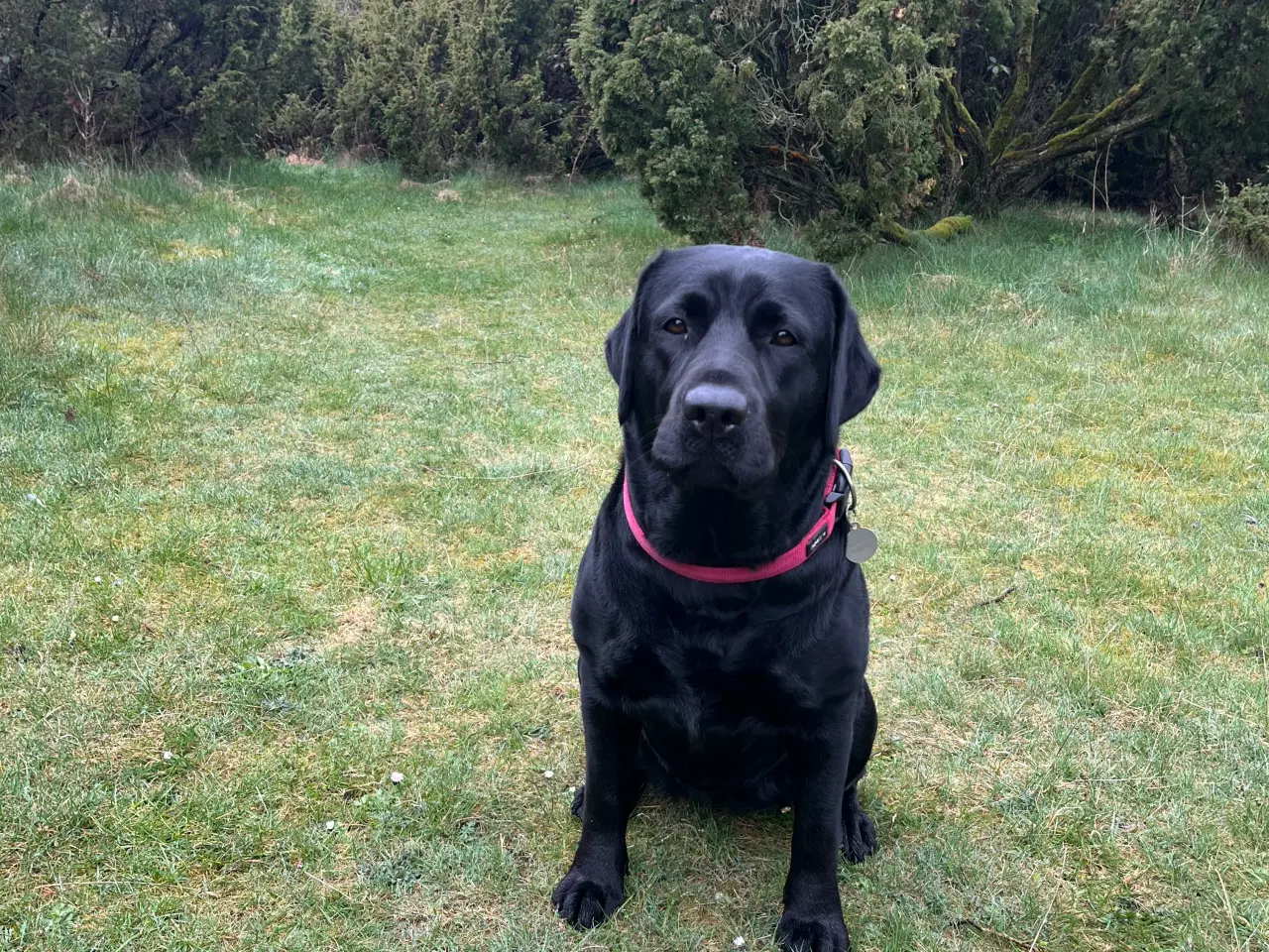 Billede 4 - Labradorhvalpe af ‘gammeldags’ type