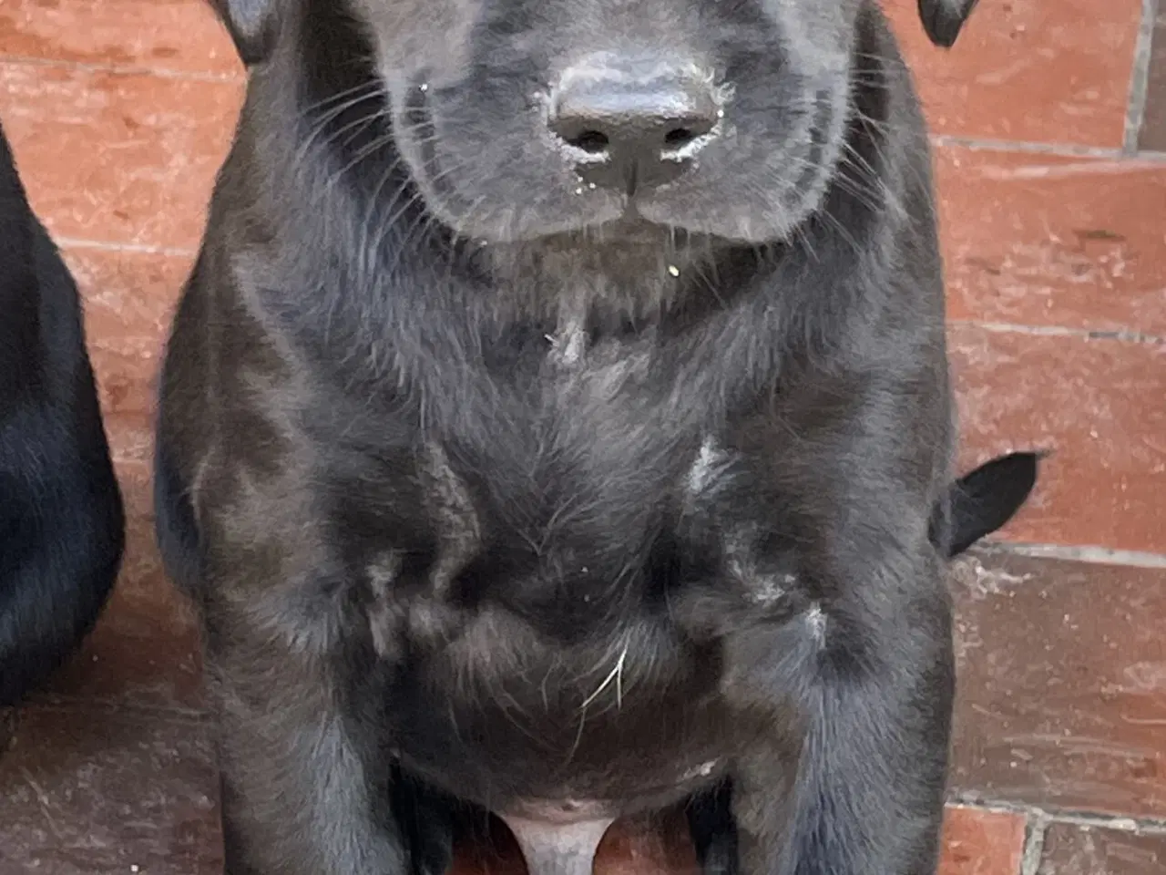 Billede 7 - Labrador / Cokkerspaniel blanding