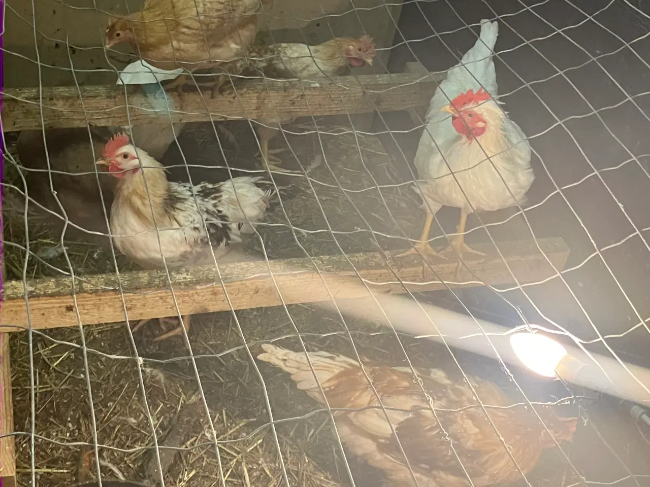 Billede 1 - Haner sælges