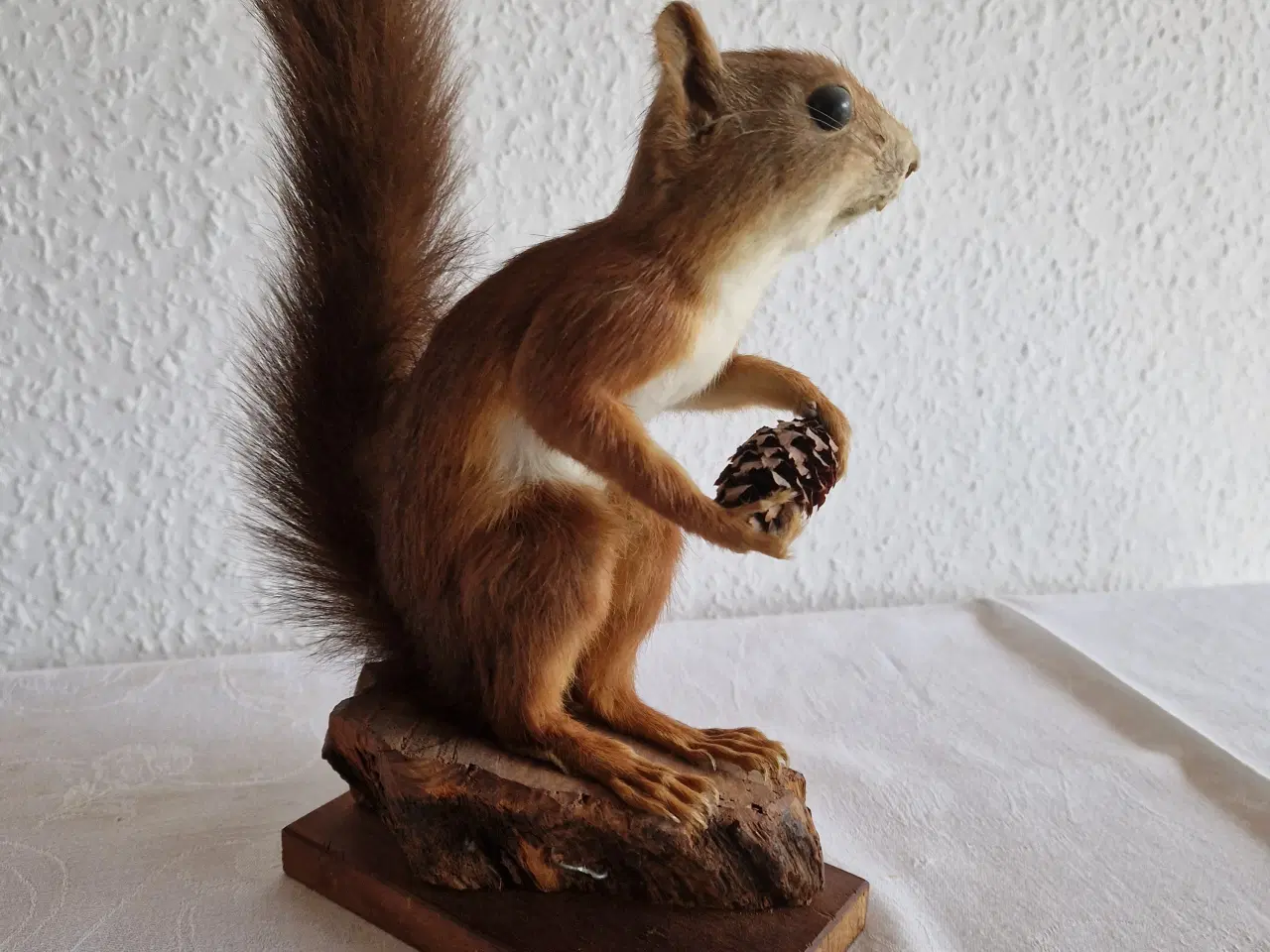 Billede 2 - Egern Sciurus Vulgaris