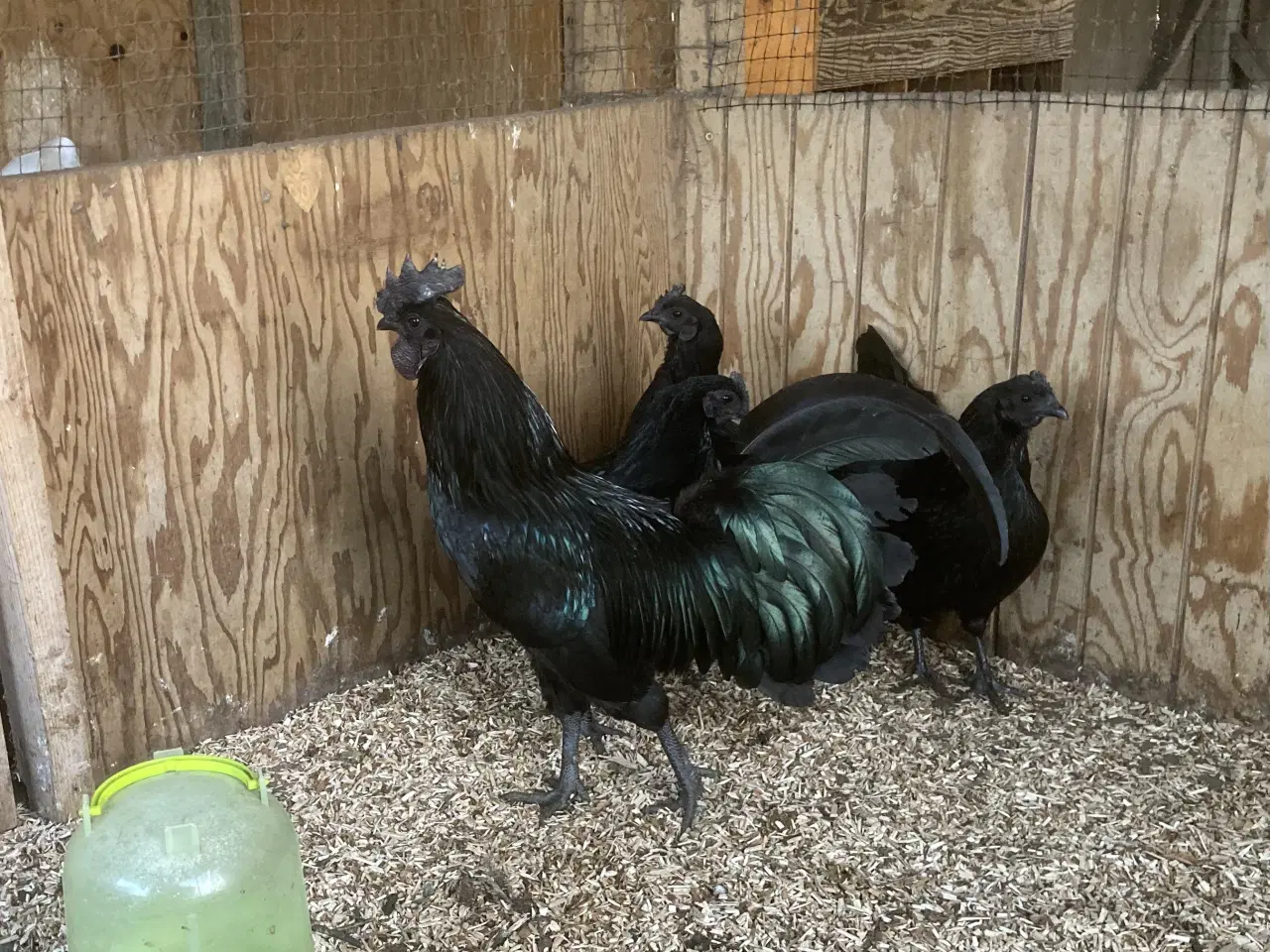 Billede 2 - Ayman Cemani