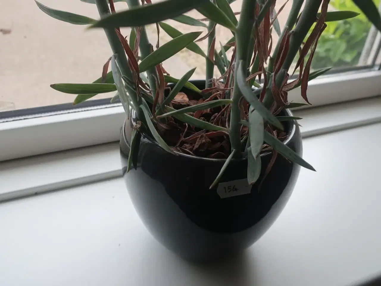 Billede 4 - Radio og plante