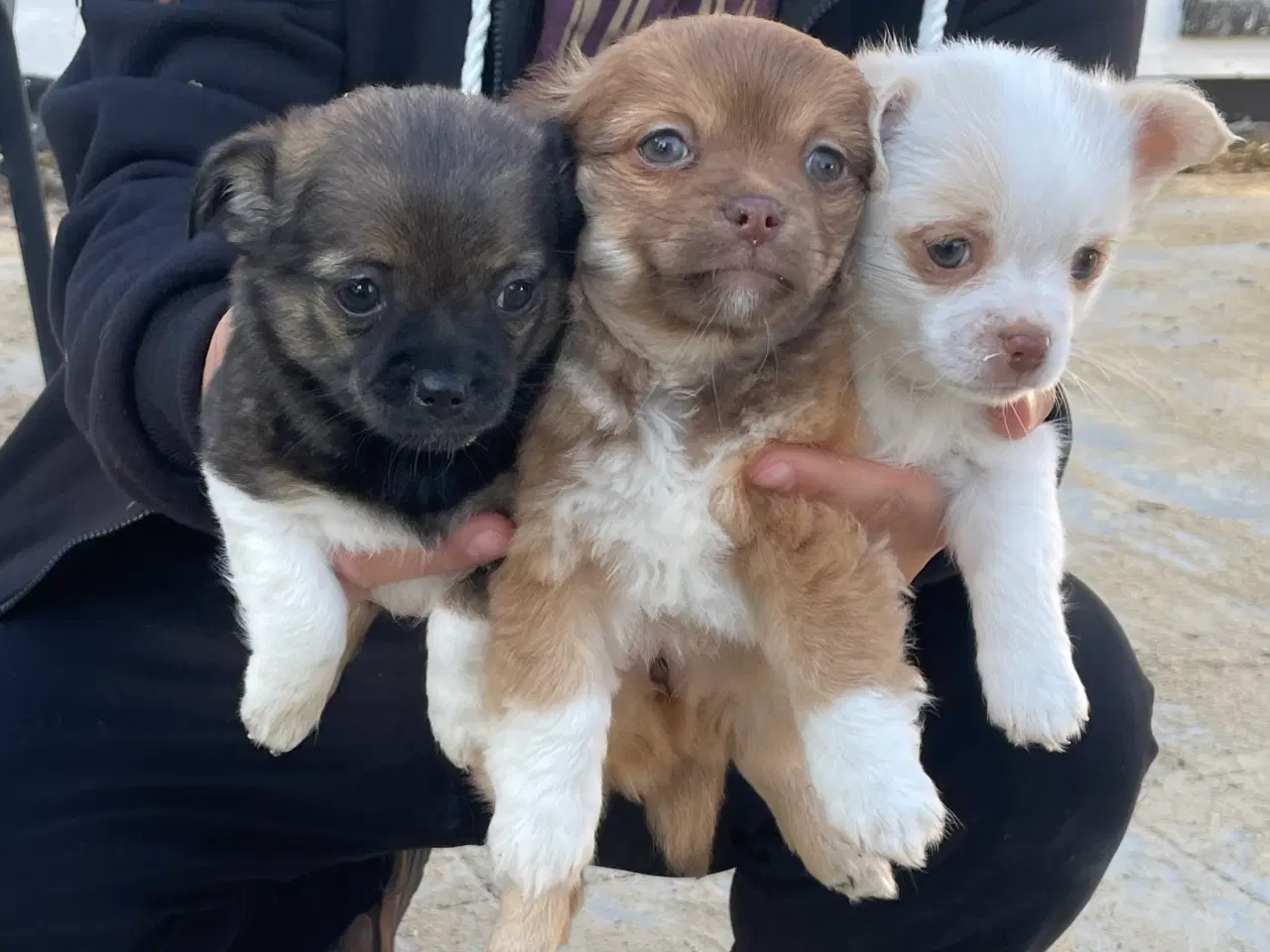 Billede 9 - Chihuahua hvalpe