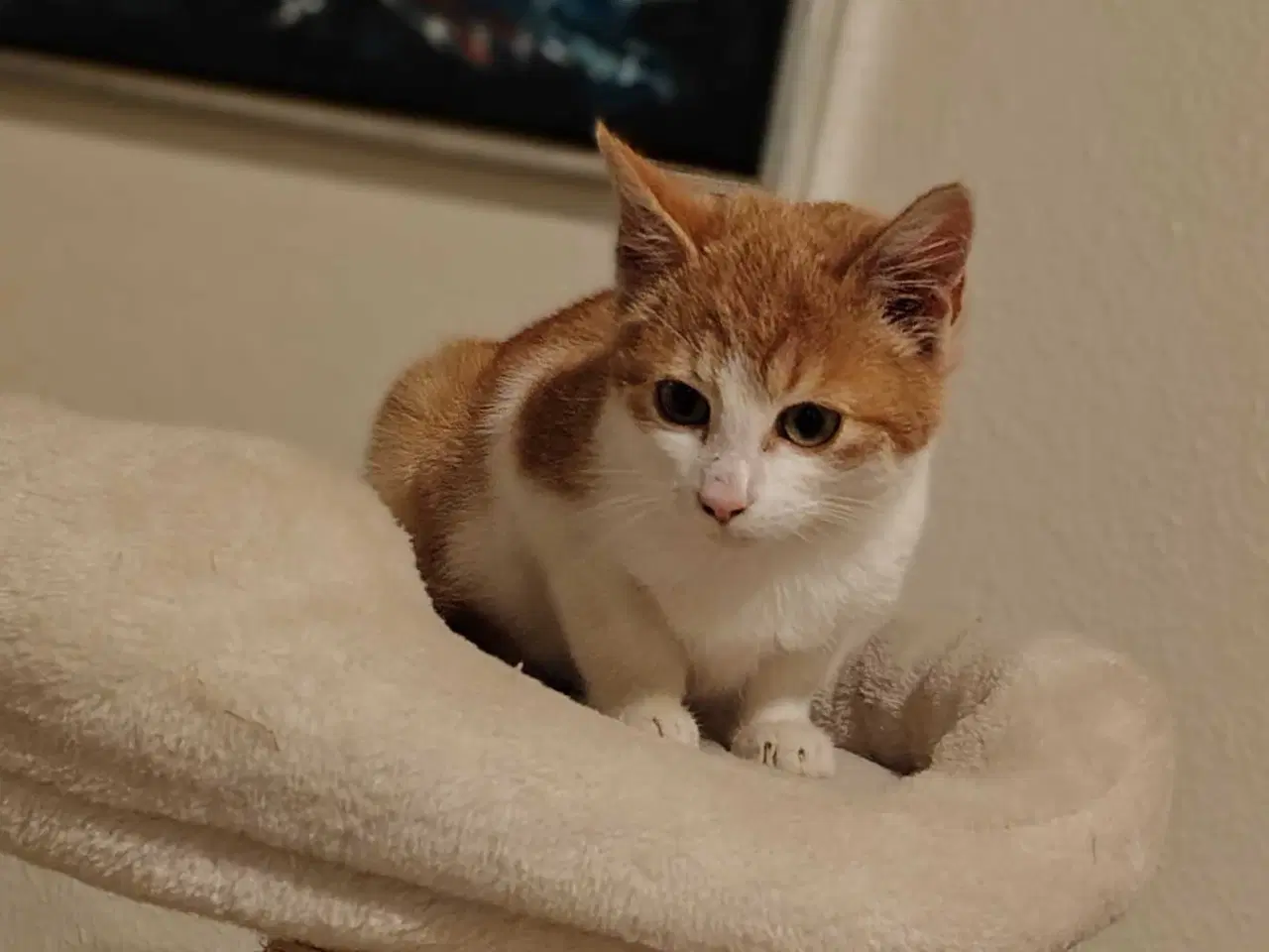 Billede 4 - To Maine Coon, blandings killinger 🐈