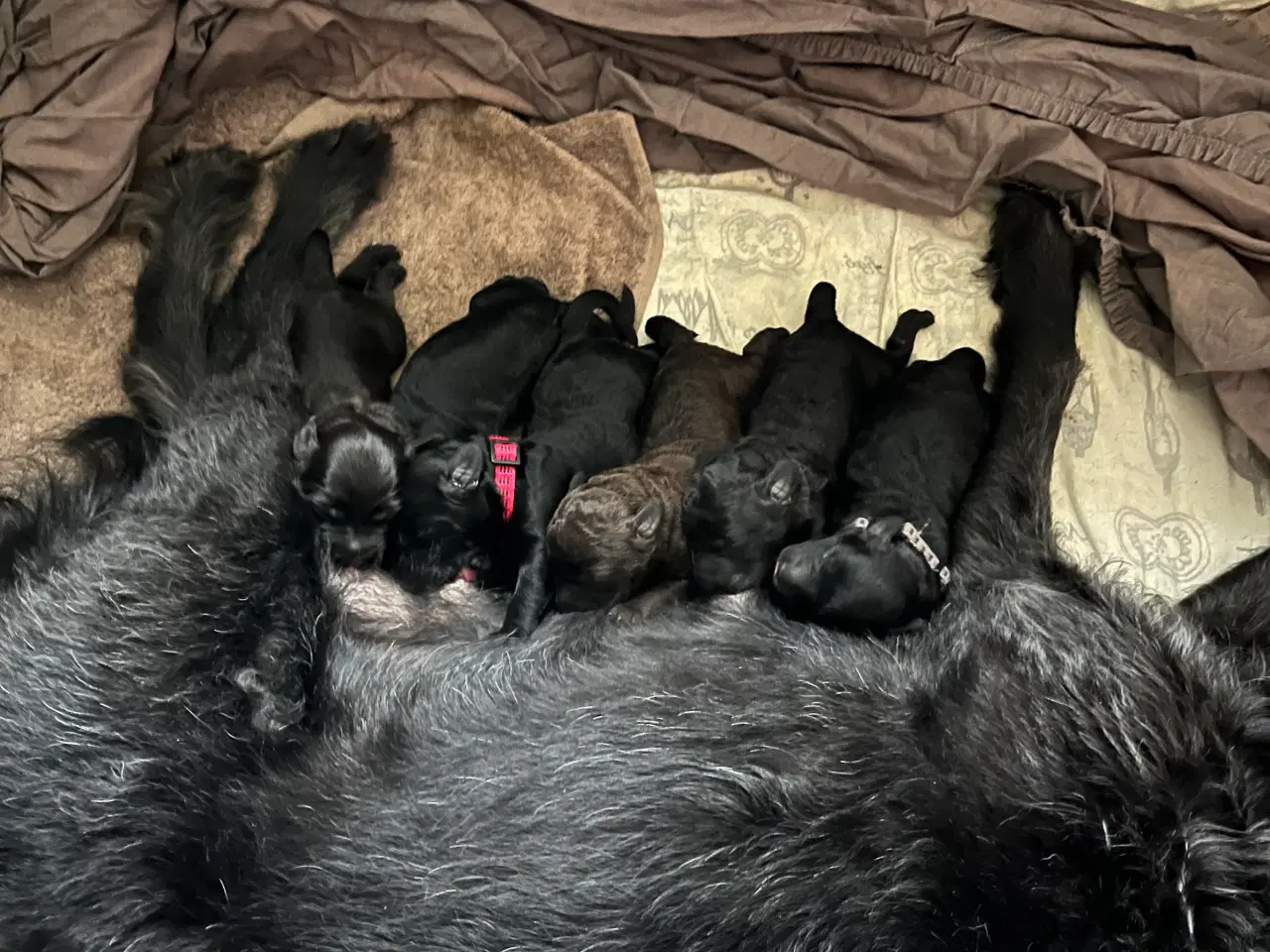 Billede 1 - Skønne labradoodle-hvalpe sælges