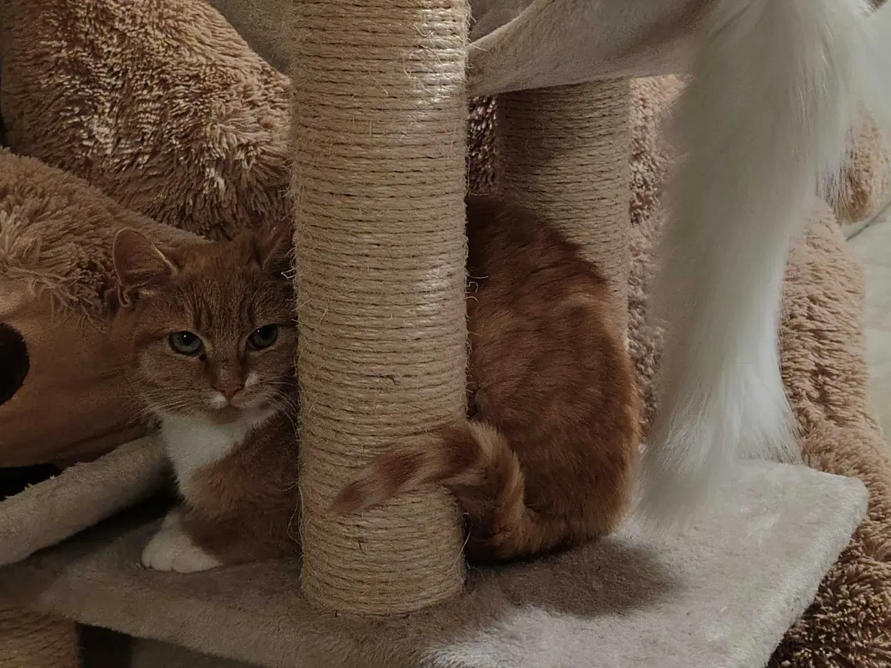 Billede 6 - To Maine Coon, blandings killinger 🐈