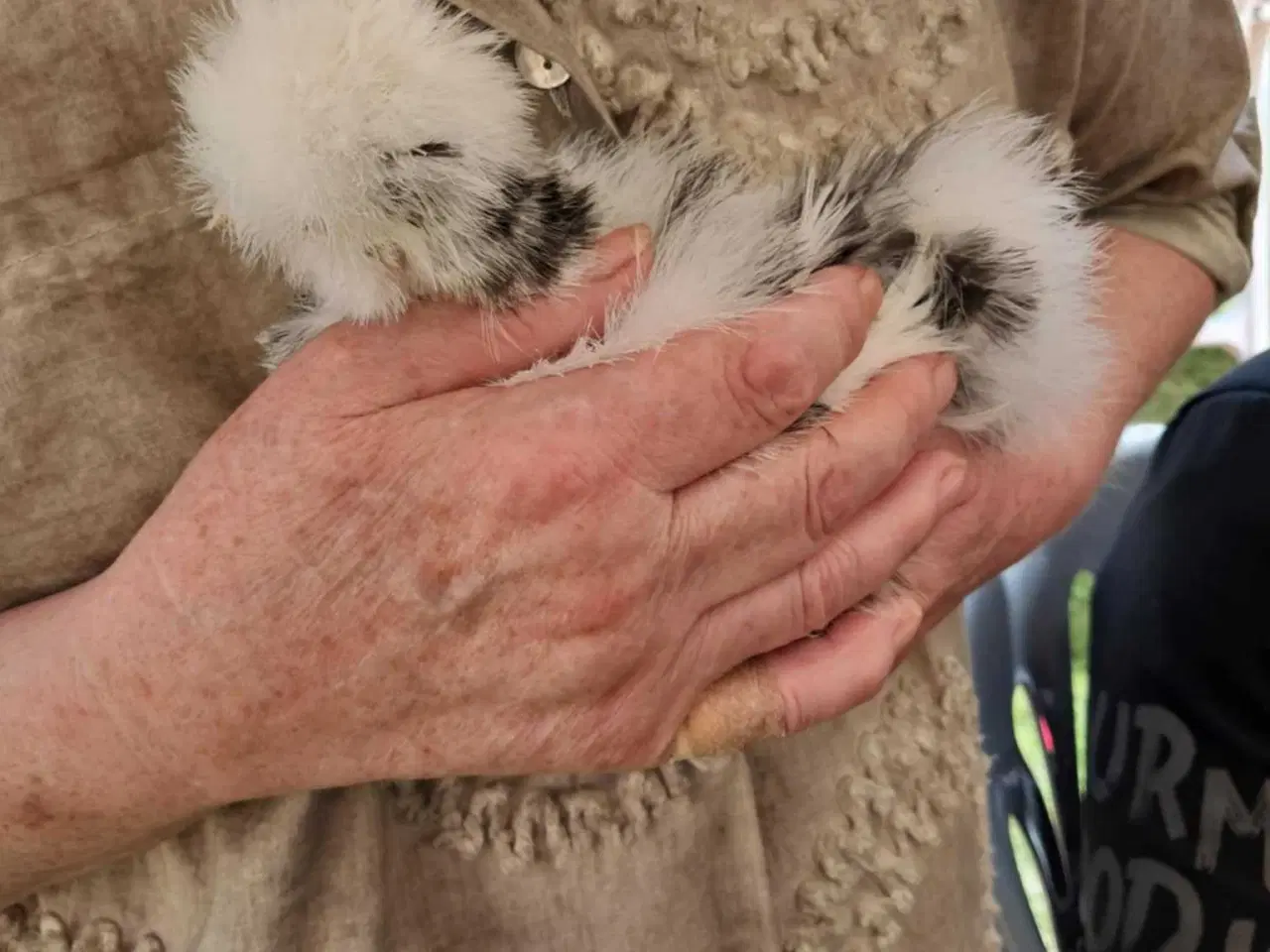 Billede 3 - Bløde bamselignende hønekyllinger