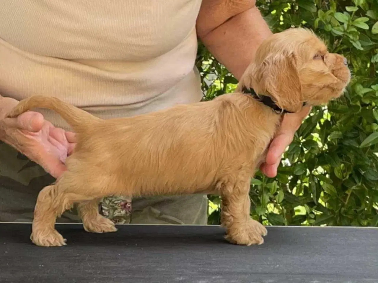 Billede 4 - Engelske Cocker Spaniel hvalpe ( hanner 2 Stk.)