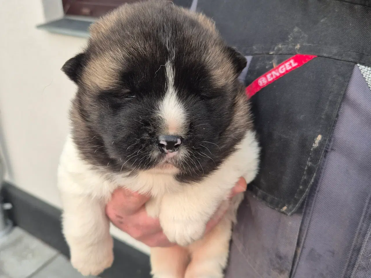 Billede 3 - Hundehvalpe American Akita 