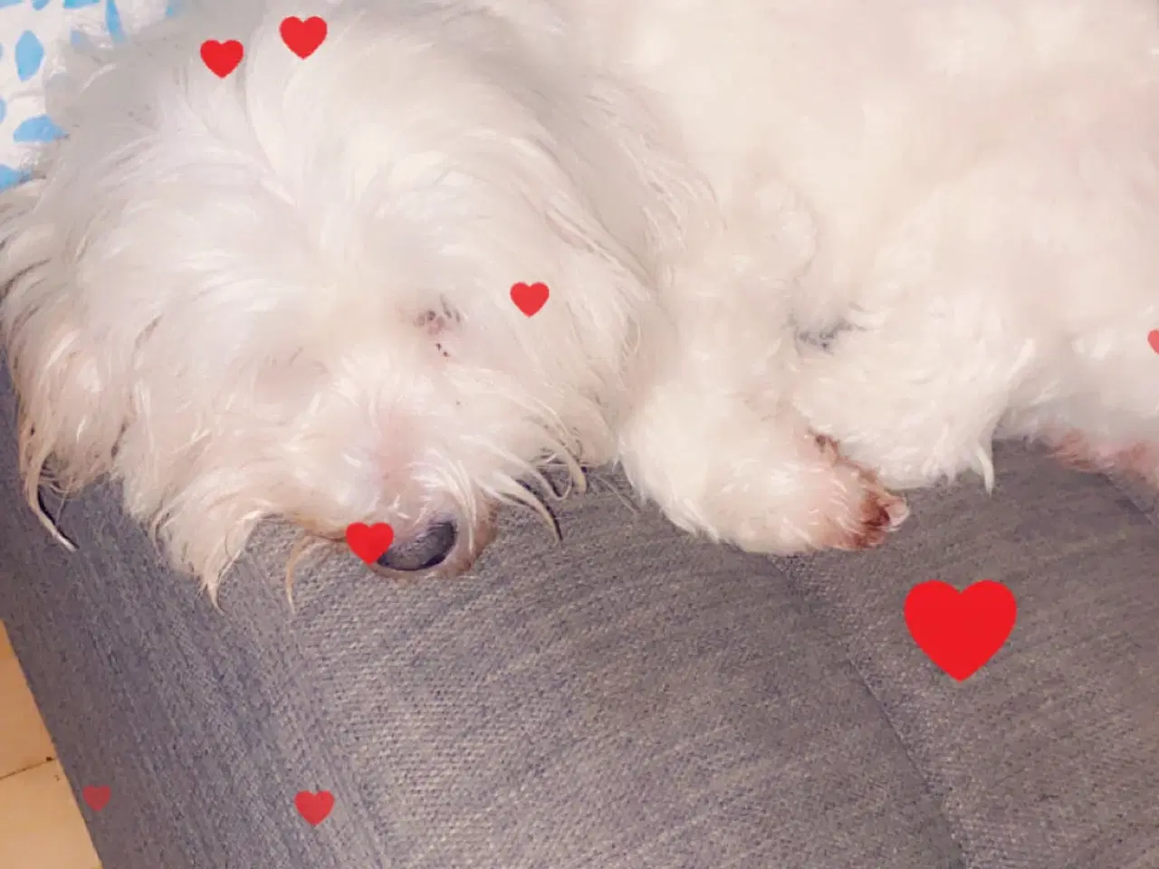 Billede 1 - Hund søges til godt hjem