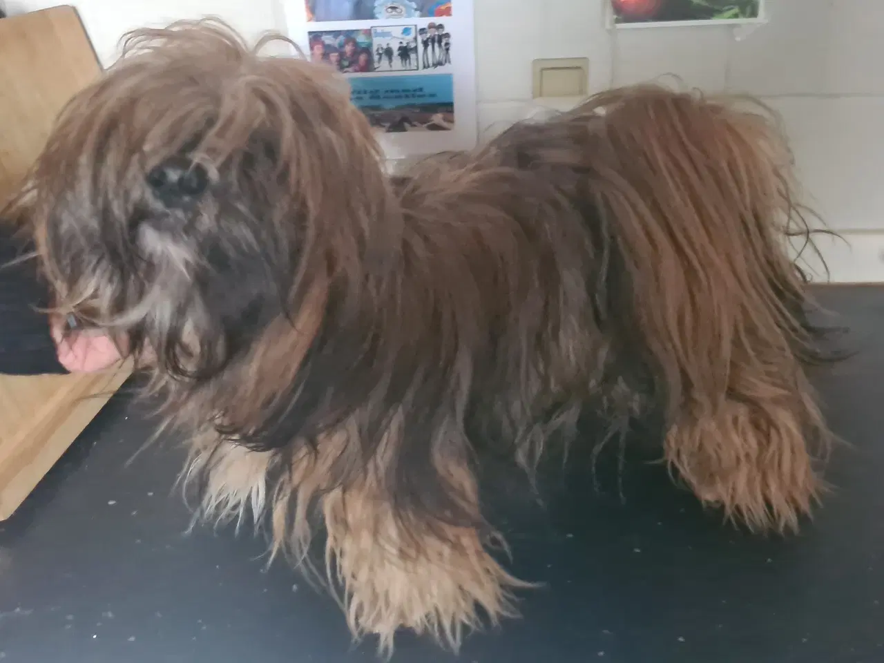 Billede 8 - ægte Lhasa Apso hvalpe 