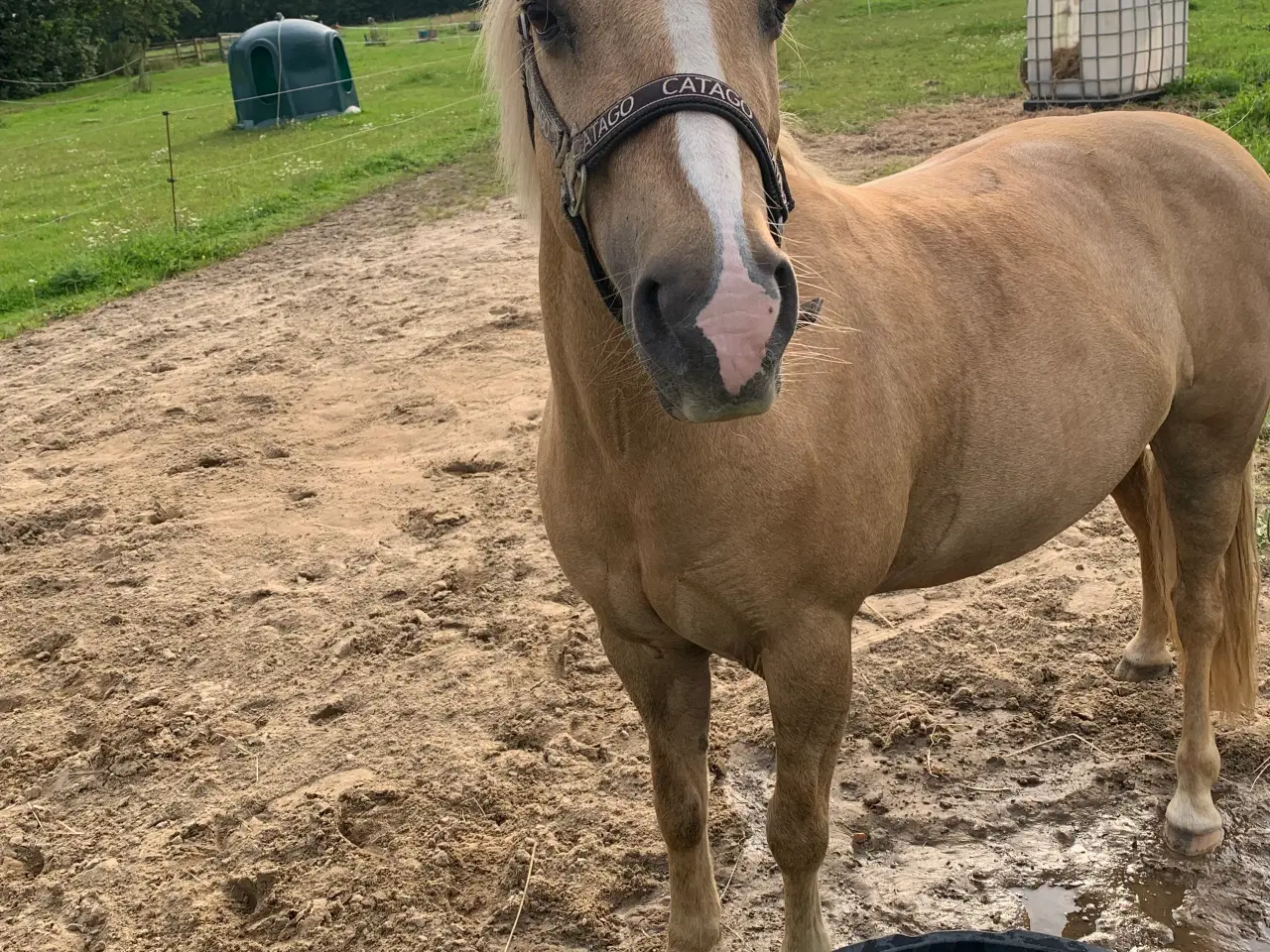 Billede 2 - Børnepony søger nyt hjem 