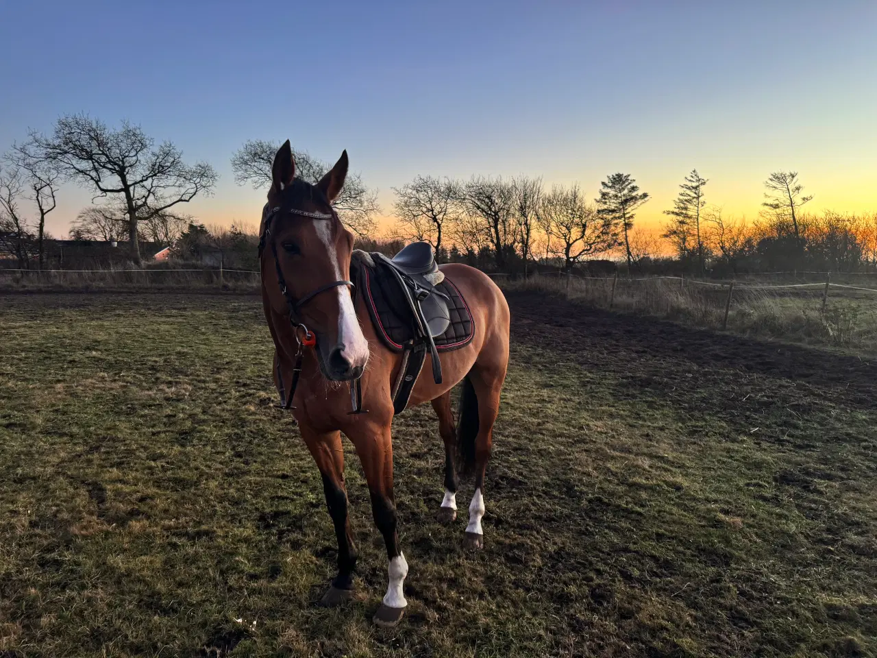 Billede 2 - Super sød & smuk 7 års vallak med massere gåpåmod 