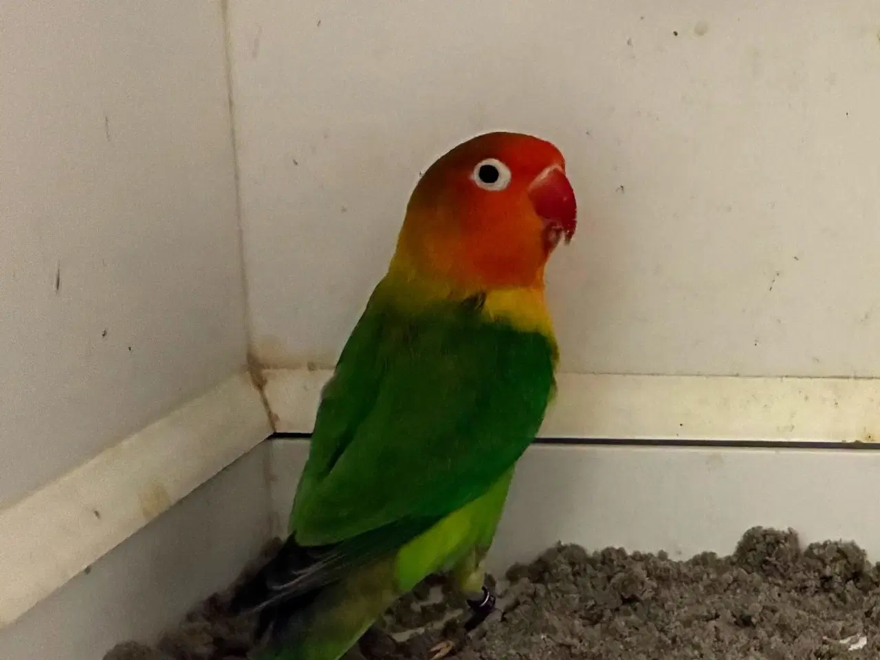 Billede 2 - Rødhovedet Dværgpapegøje