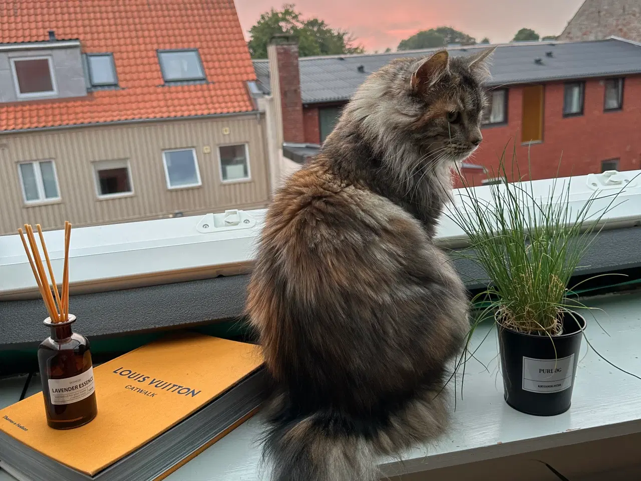 Billede 1 - Maine Coon kat 