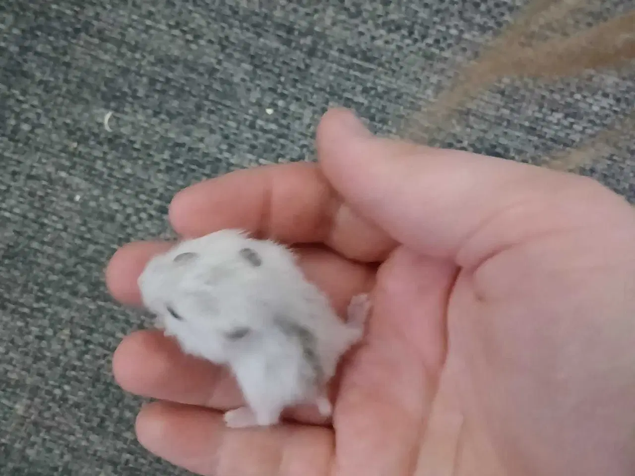 Billede 2 - Dværghamster unger 