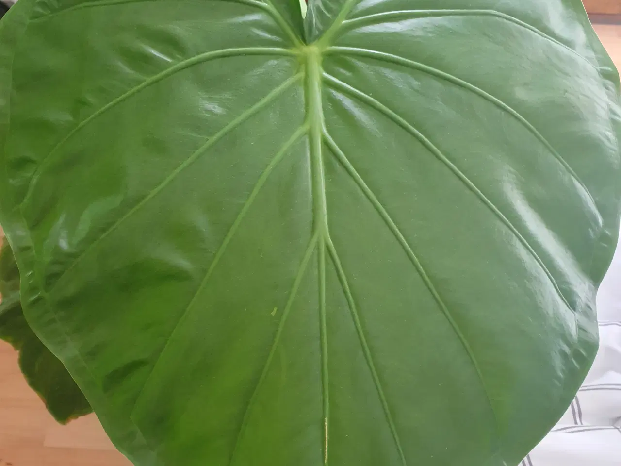 Billede 1 - Alocasia odora 'Indian'