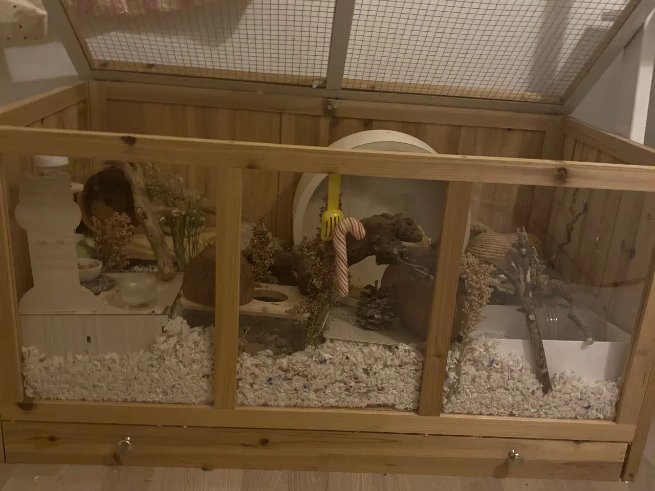 Billede 2 - Sødeste Guld hamster sælges med bur