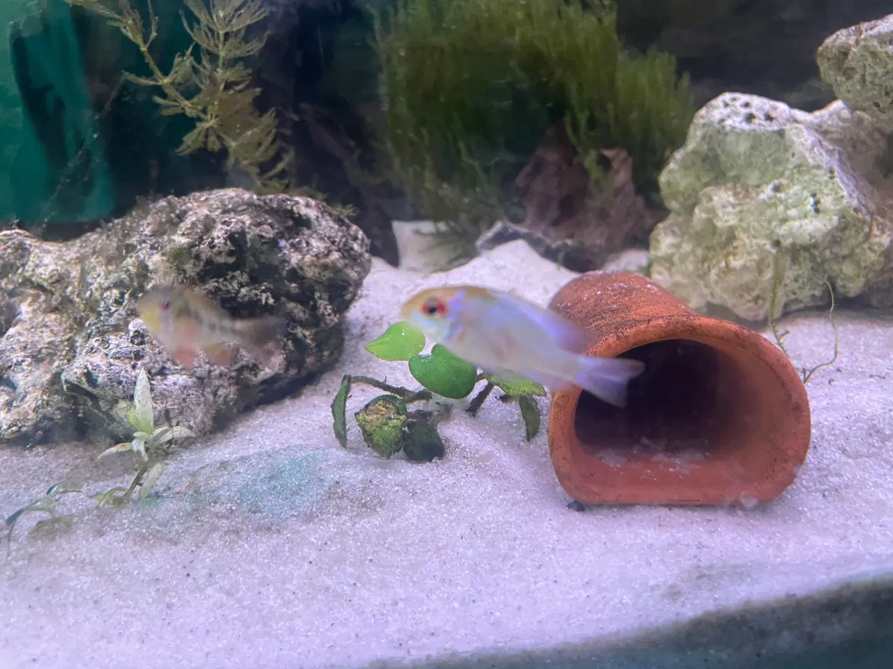 Billede 3 - 5 Sommerfuglecichlider