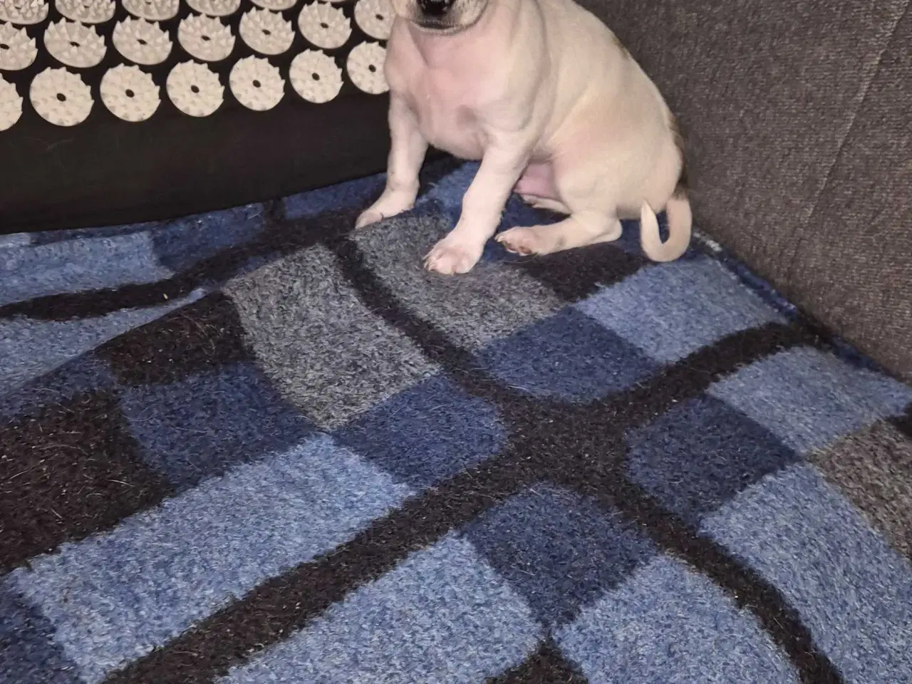 Billede 4 - Små chihuahua