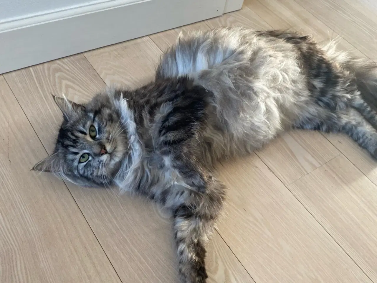 Billede 3 - Killing. Maine Coon og Norsk Skovkat blanding