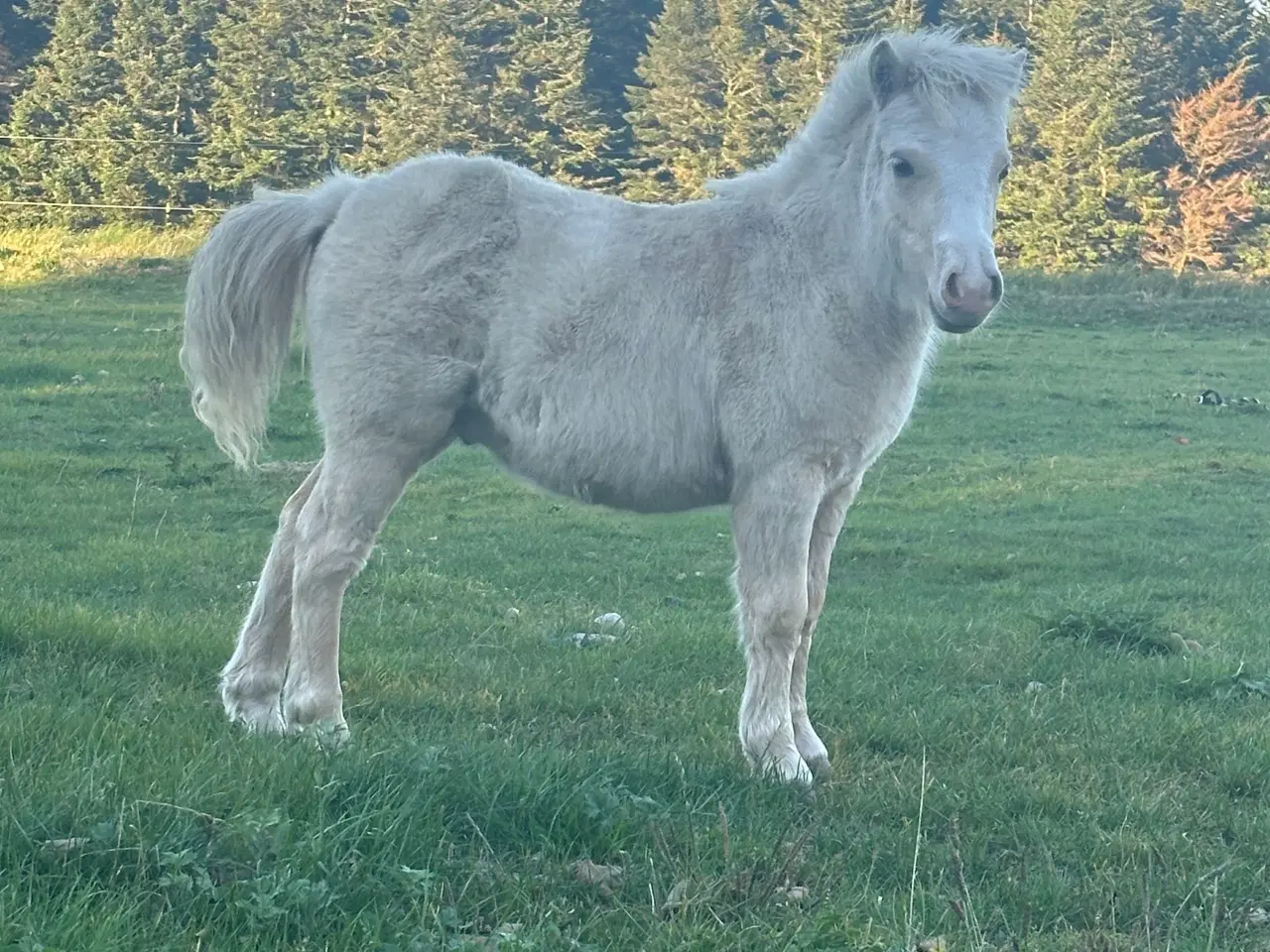 Billede 3 - Palomino hingste føl
