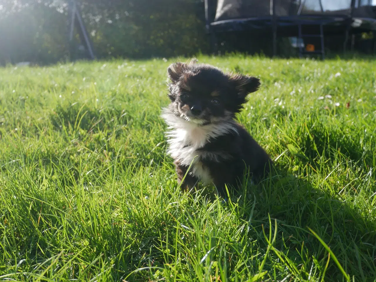 Billede 4 - Smuk, lille hvalp 