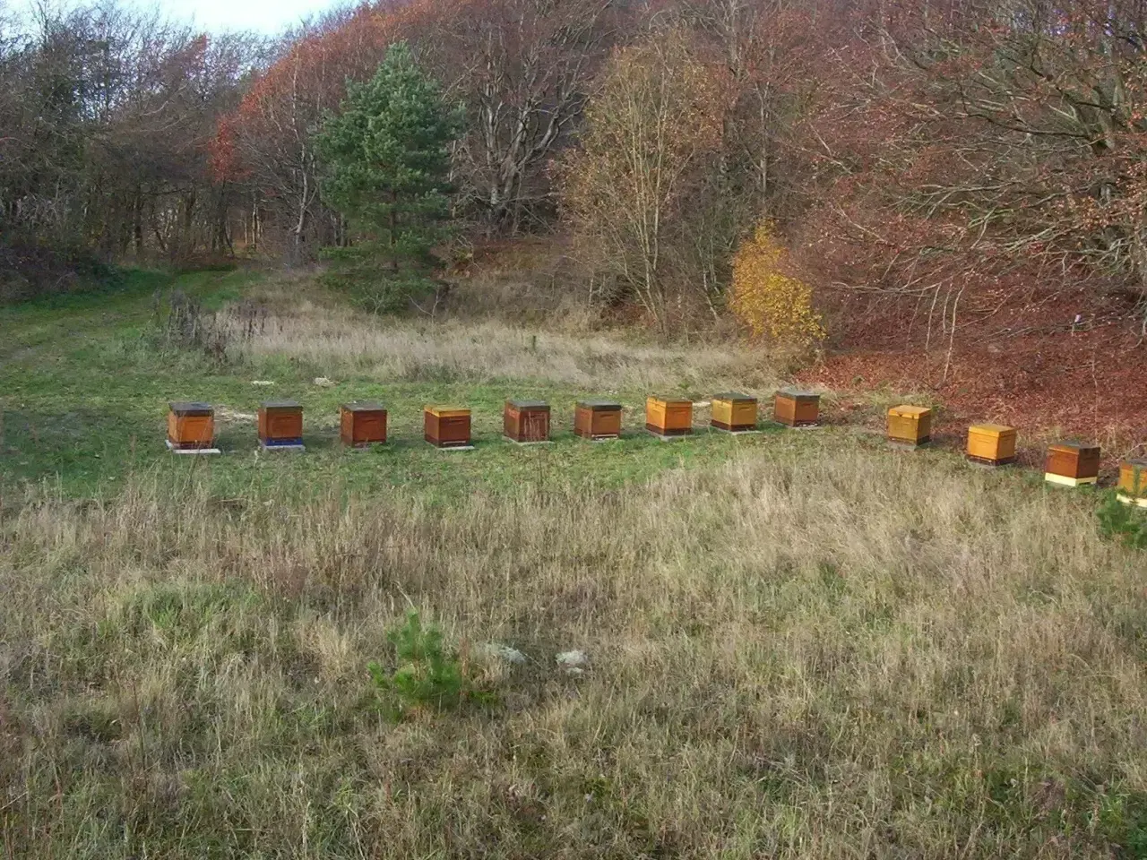 Billede 1 - Bifamilier på 12 x 10  tavler grøn voks.