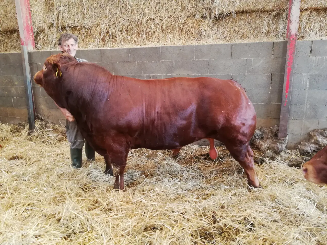 Billede 1 - Limousine tyr 