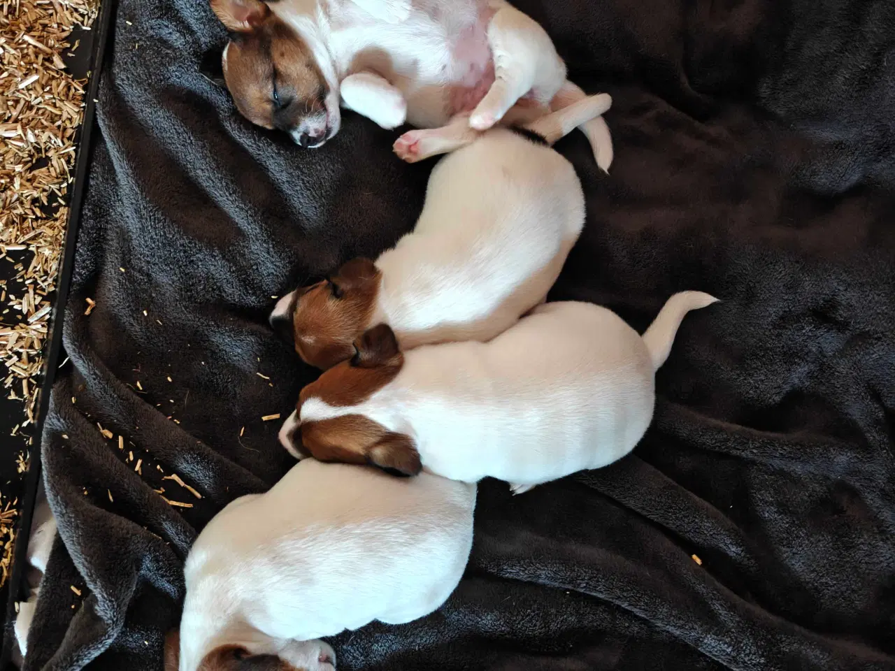 Billede 4 - Jack Russell Terrier hvalpe 