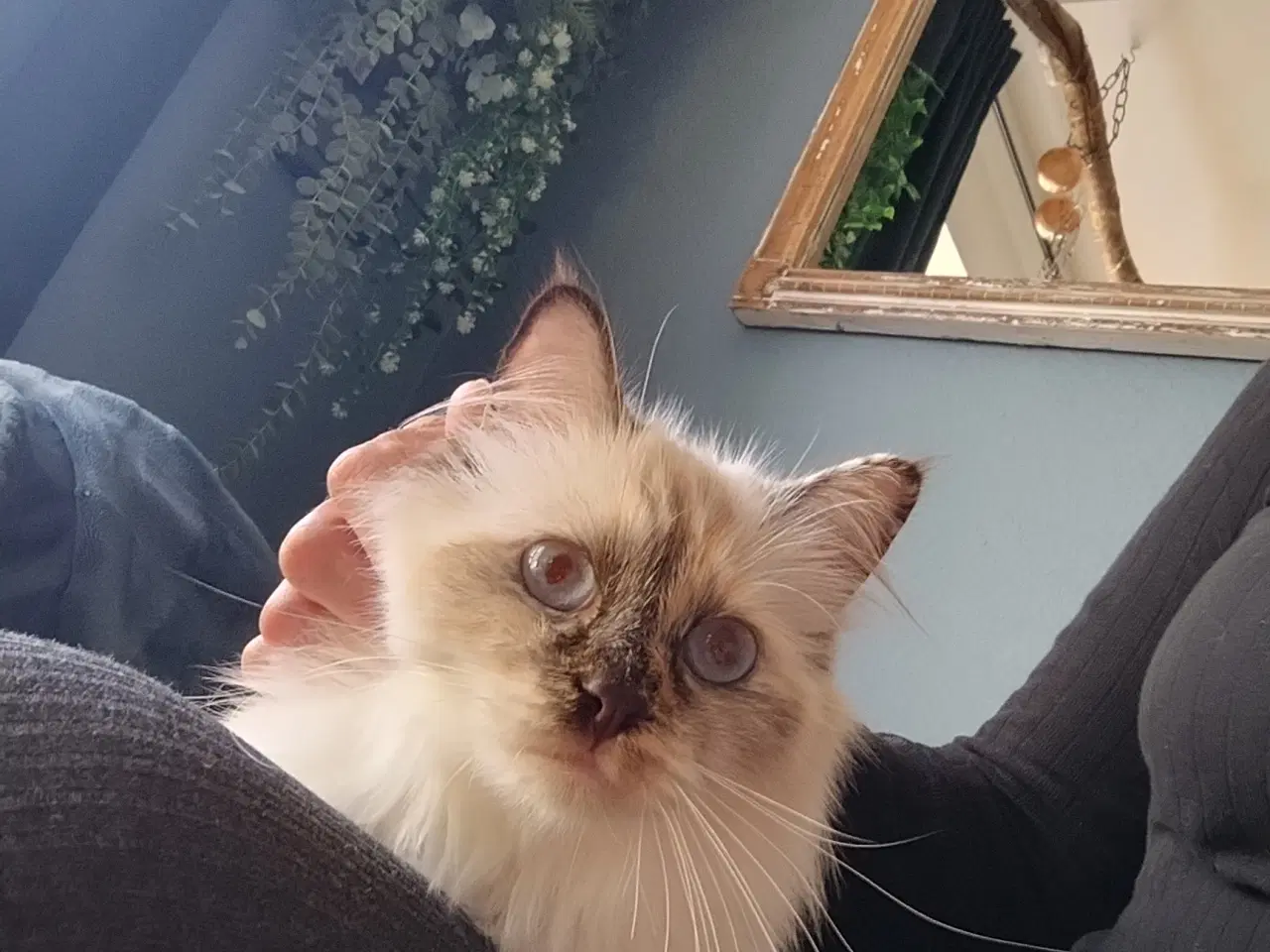Billede 1 - Ragdoll/Birma hunkat 