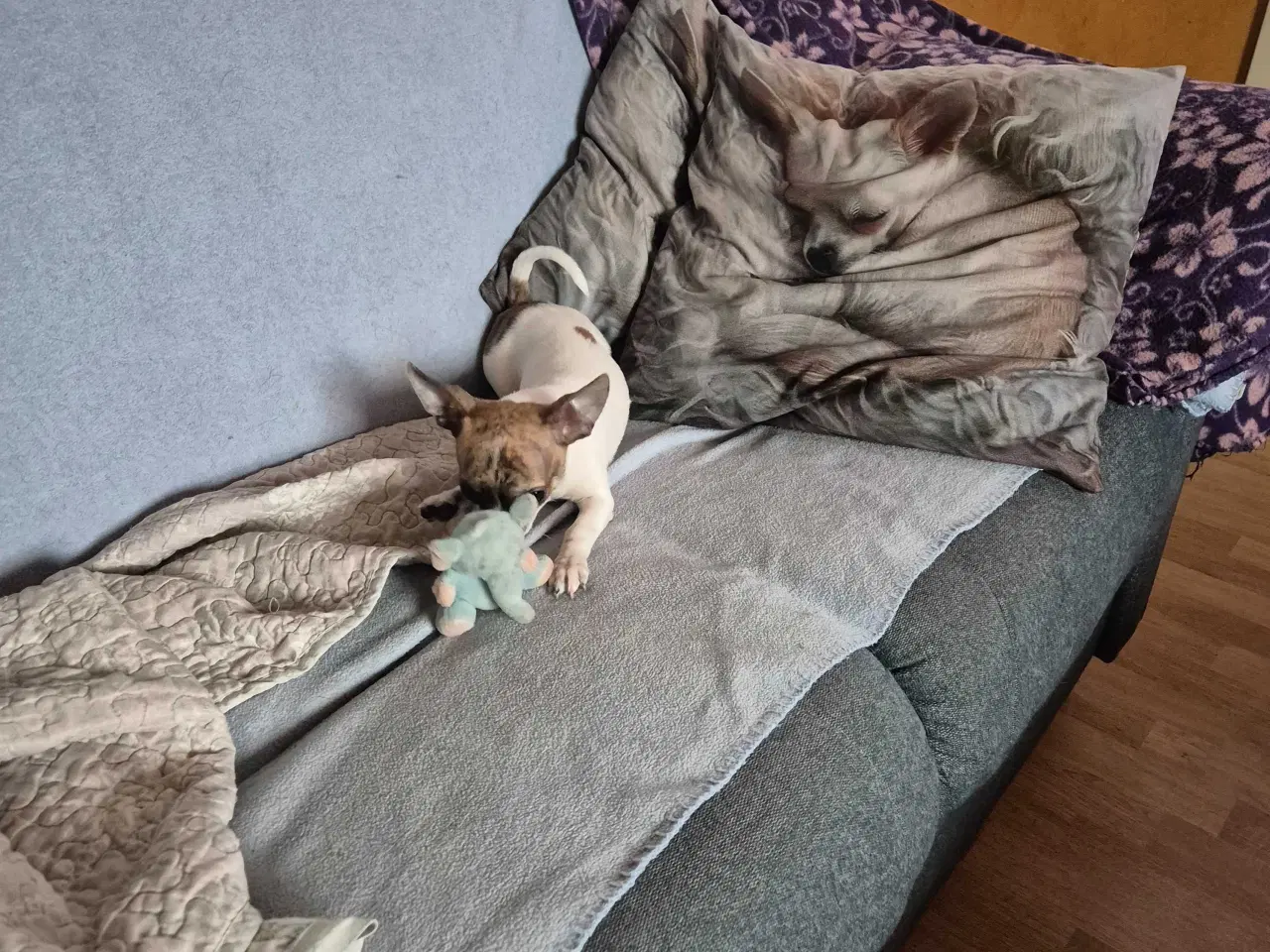 Billede 5 - chihuahua 