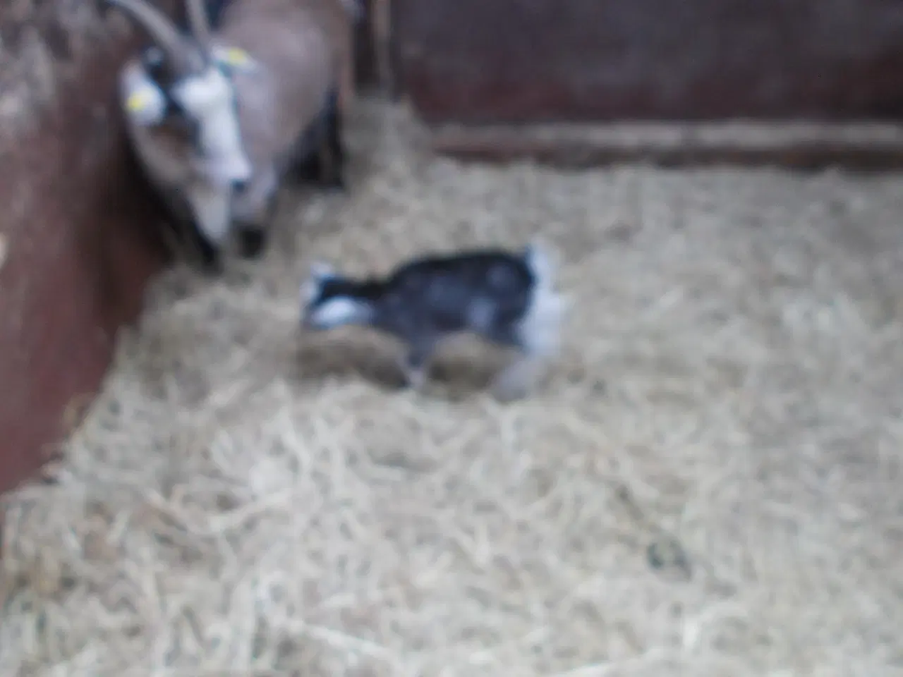 Billede 2 - afrikansk dværgged