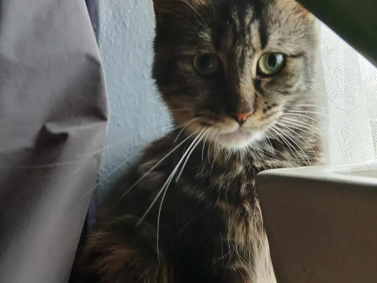Billede 1 - Maine Coon pige