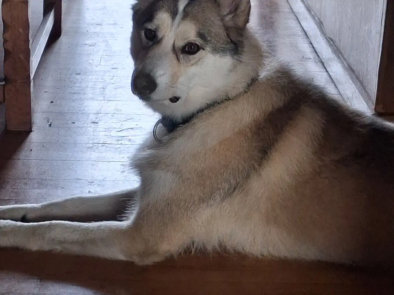 Billede 4 - Verdens sødeste Husky dreng