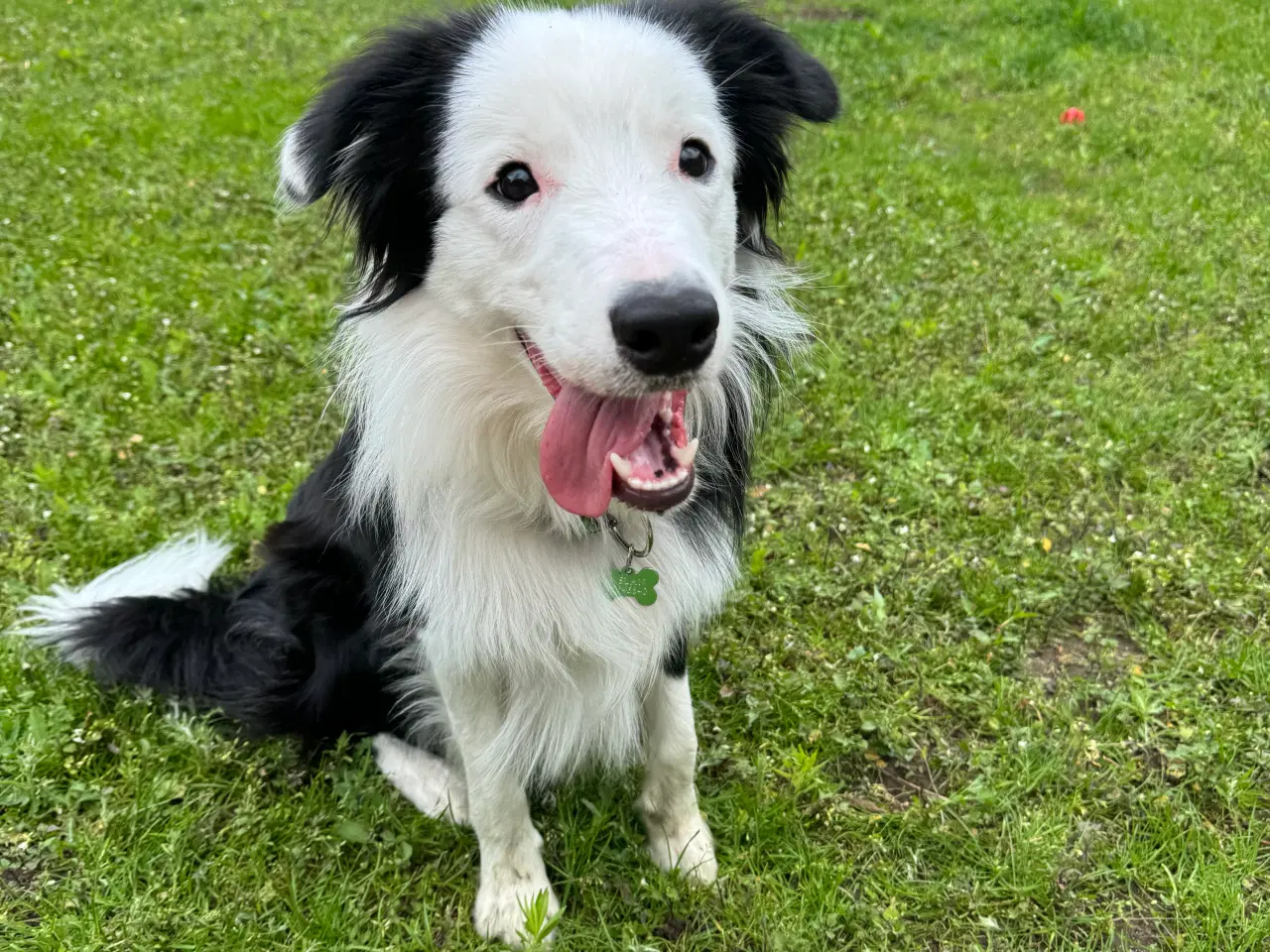 Billede 1 - Aslan Border collie kastrat 