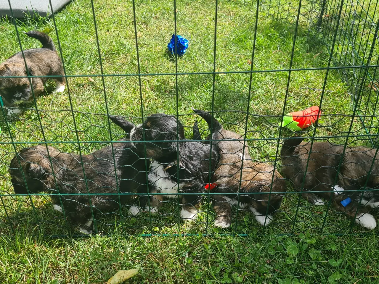 Billede 9 - ægte Lhasa Apso hvalpe 