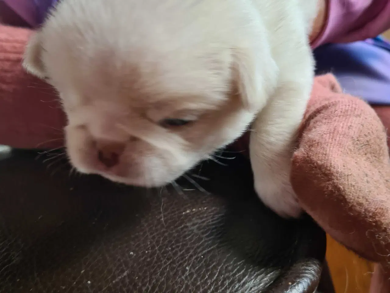 Billede 8 - Japanese chin hvalpe 