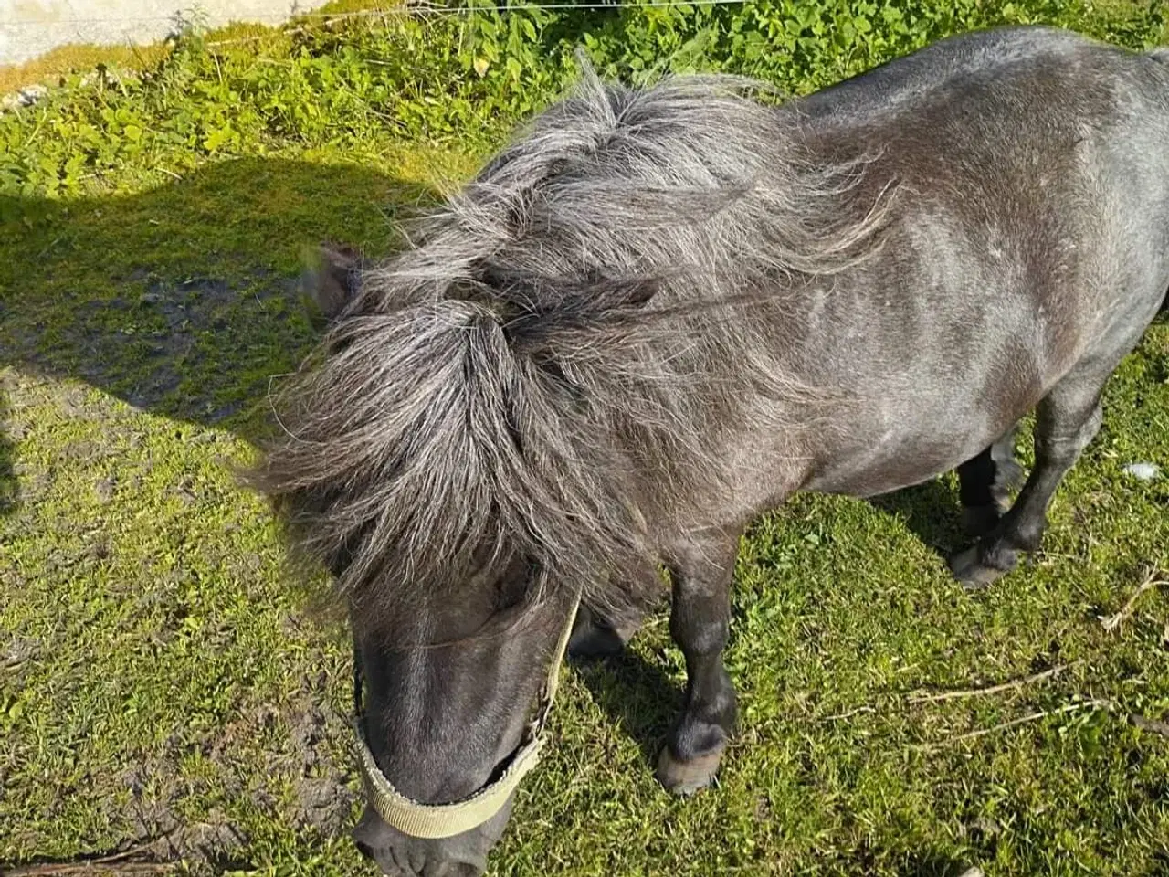 Billede 4 - Shetlandsponyer hoppe og vallak