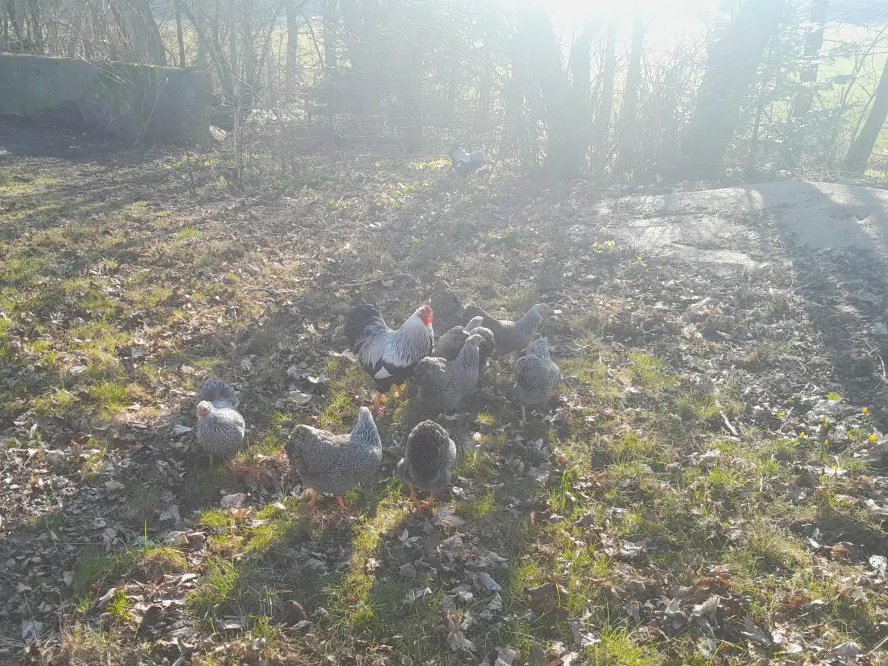 Billede 4 - rugeæg/kyllinger 