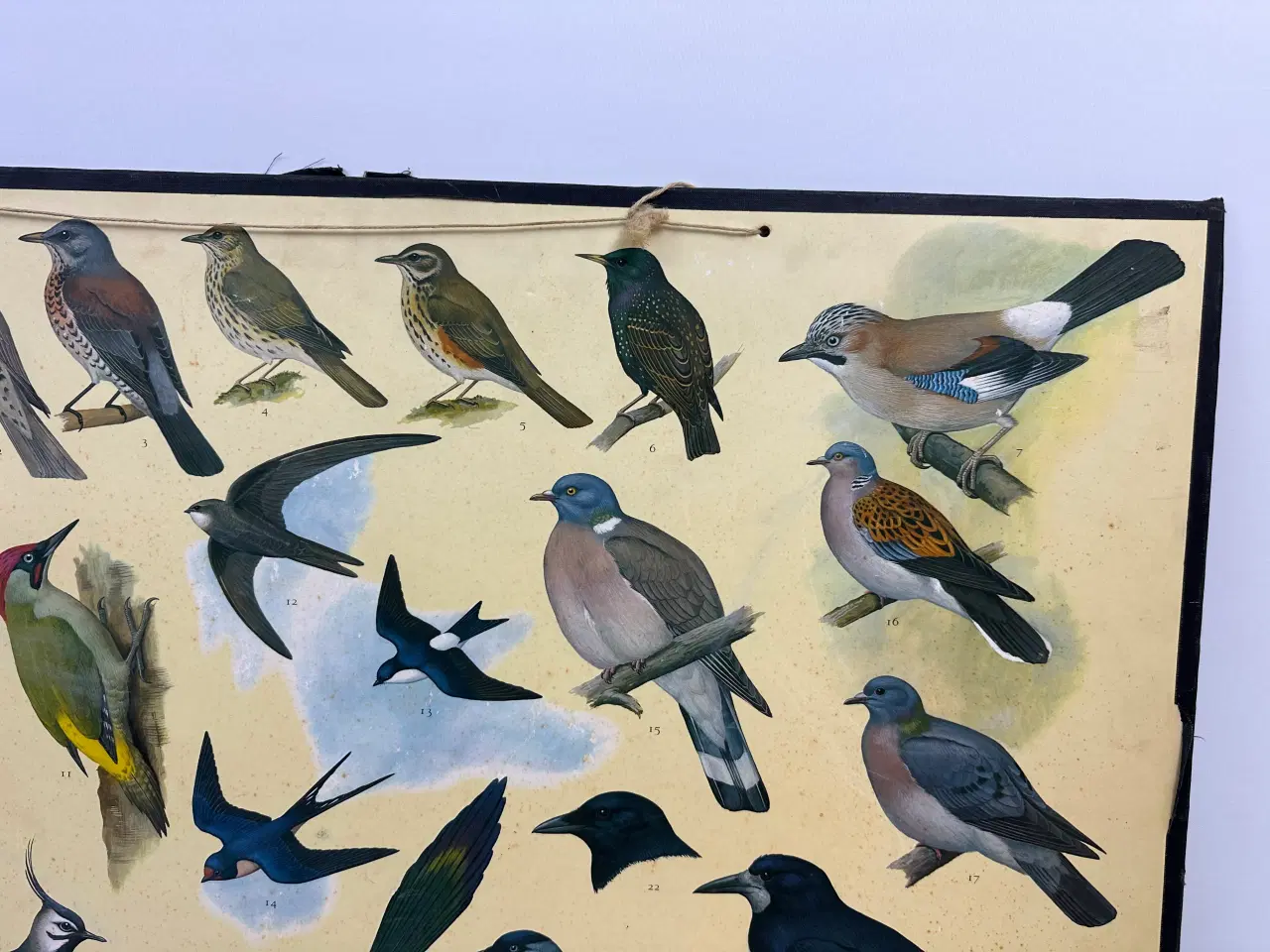 Billede 5 - Vintage skoleplanche (Fugle)