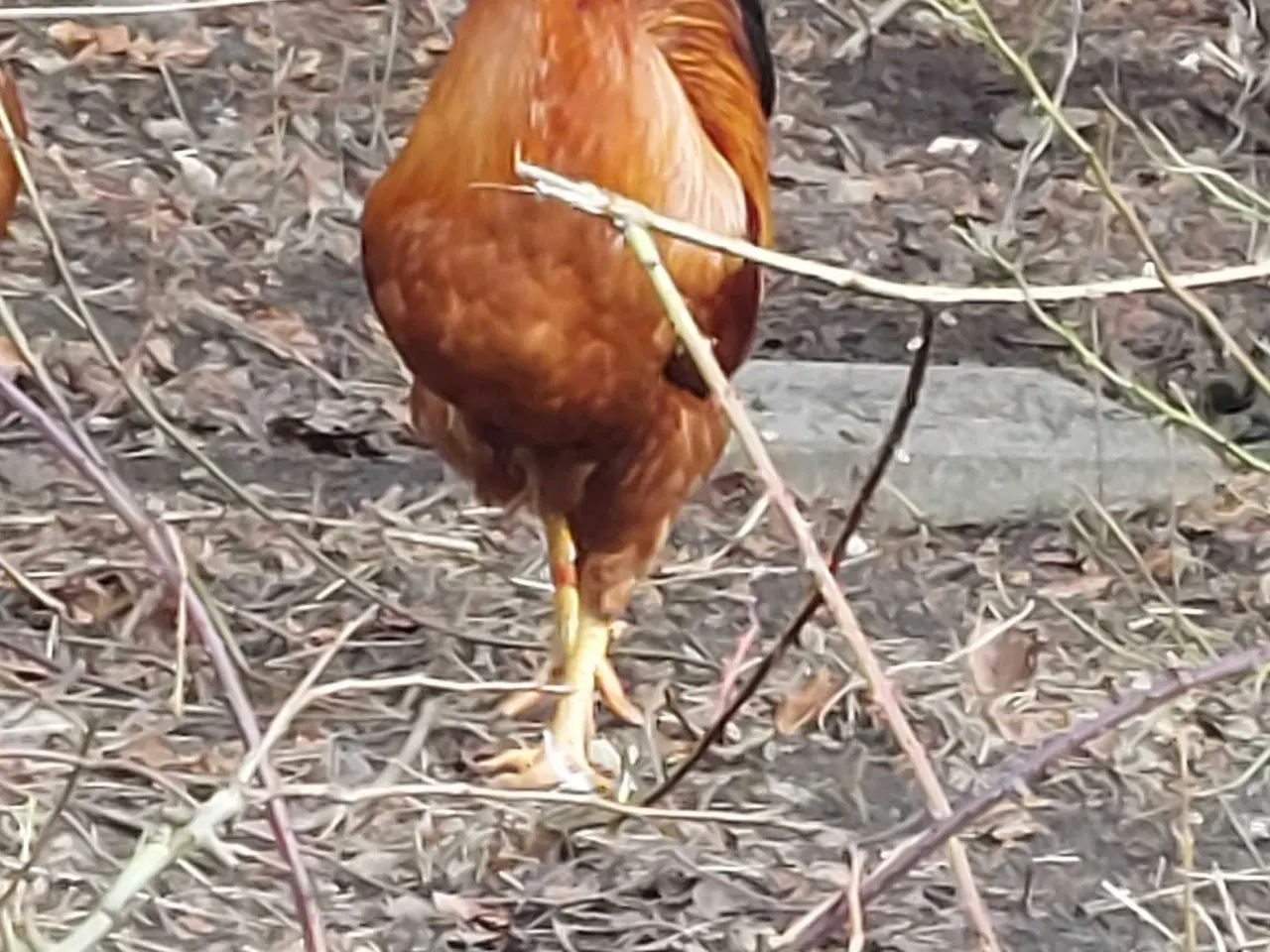 Billede 2 - New Hampshire hane