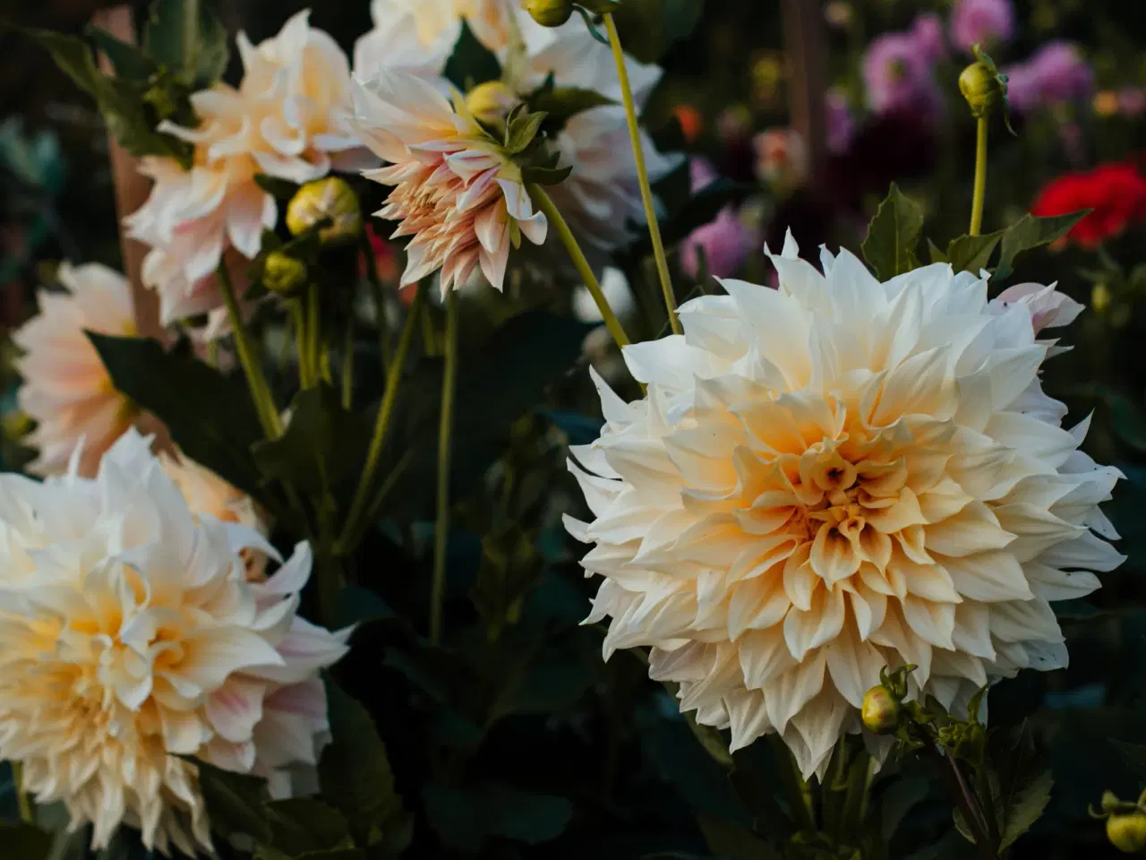 Billede 2 - Cafe Au Lait Dahlia - Dahliaknolde til lav pris