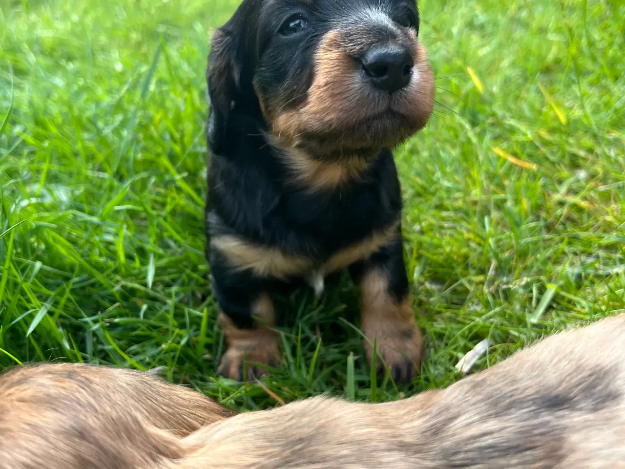 Billede 6 - Gravhunde hvalpe 