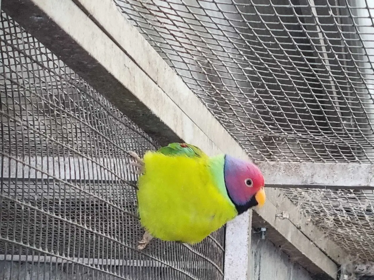 Billede 1 - Blommehovedet parakit