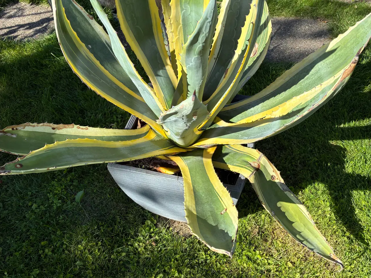 Billede 3 - Agave
