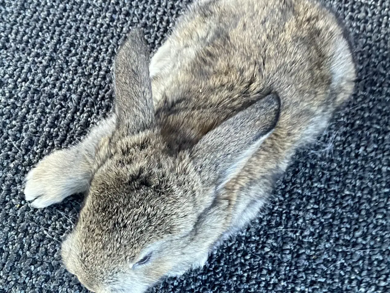 Billede 1 - FRANSK VÆDDER HAN VILDTGRÅ