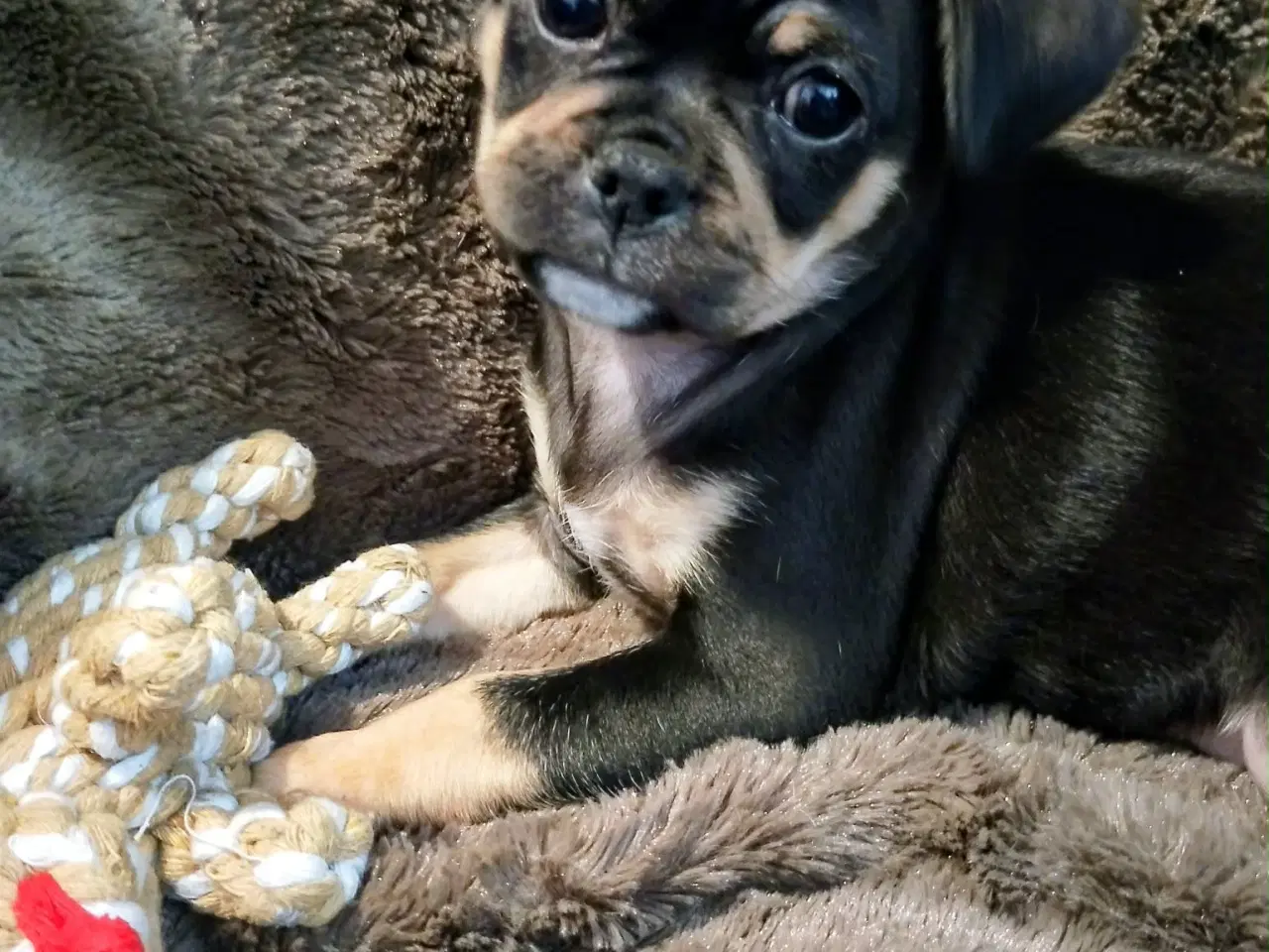 Billede 5 - Skønne 8 ugers små gadekryds