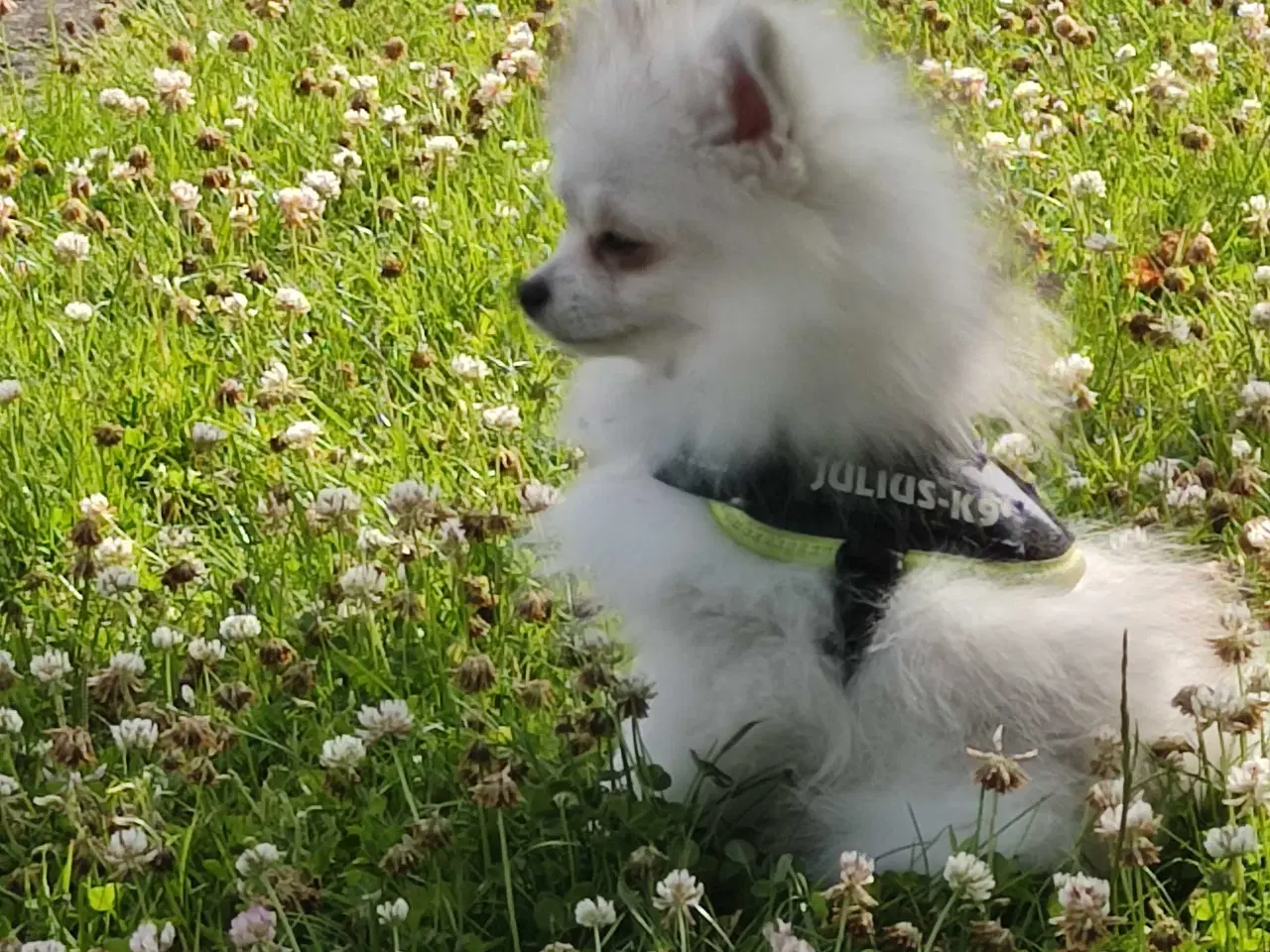 Billede 12 - Mini Pomeranian 